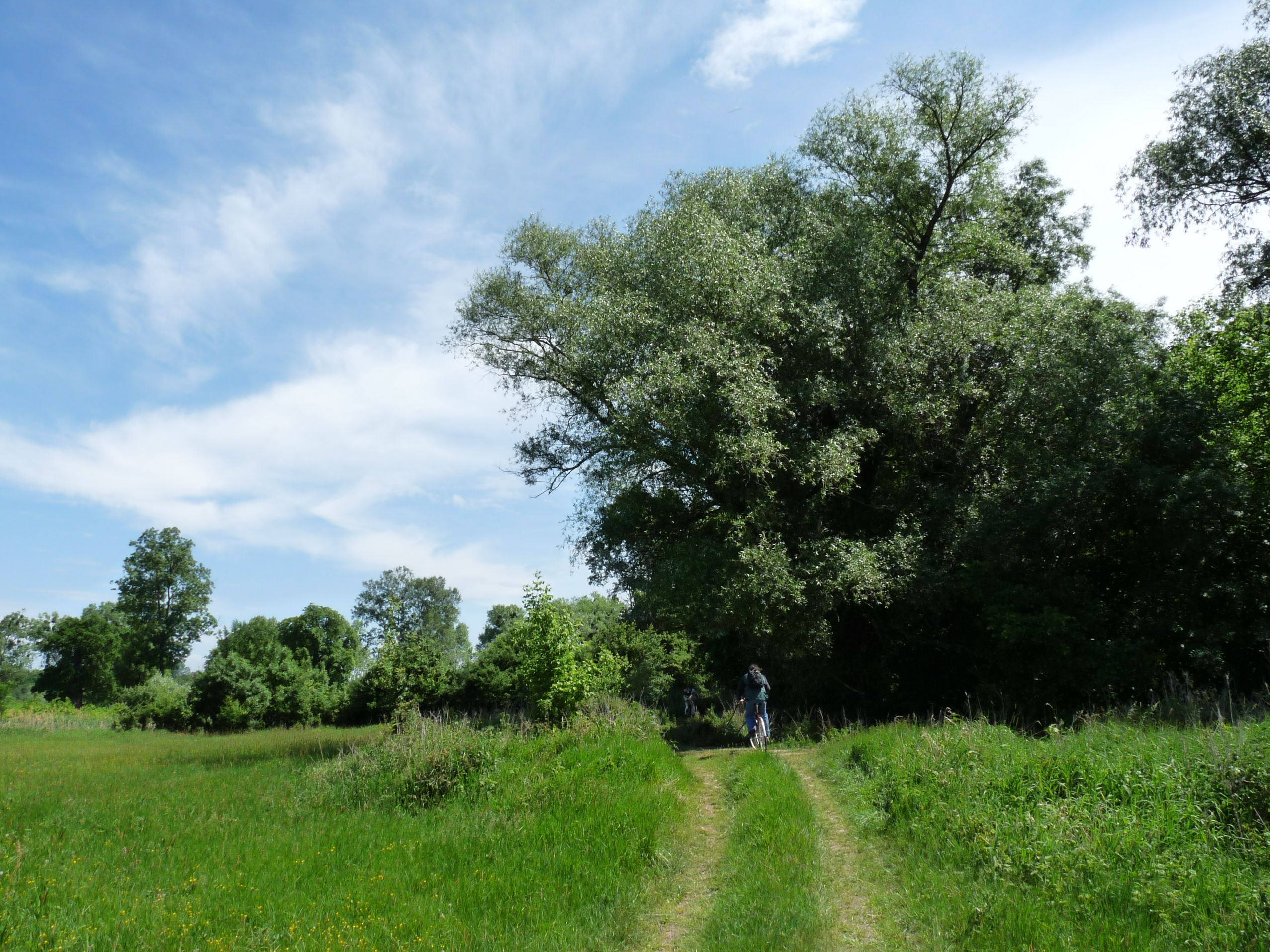Travnatá cesta v krajině